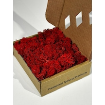 Reindermoss Şoklanmış Norveç Yosunu Terarium Yosunu Kırmızı 100 Gr.