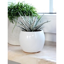 Zebra Sukulent Haworthia Fasciata Alba Beyaz Benekli Özel Tür Suk