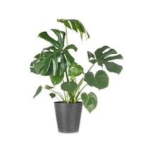 Videolu Deve Tabanı Bitkisi Geniş Yapraklı 1 Adet Saksılı 60-90cm Ofis Bitkisi Monstera Deliciosa