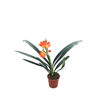 Clivia Miniata (Klivya Çiçeği) Ø12 CM Y35-40 CM