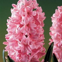 Hyacinthus Anna Marie Sümbül Soğanı 3  Adet