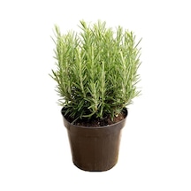 Biberiye Fide Fidanı 20-30 Cm 5 Adet Rosmarinus Officinalis