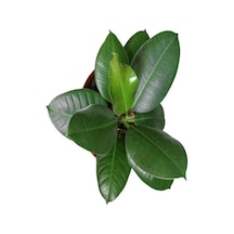 Videolu Kauçuk Bitkisi 1 Adet Saksılı/ Tüplü 60-90cm Ofis Salon Ev Iç Mekan Bitkisi Ficus Elastica