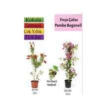 Fırça Çalısı+ Pembe Begonvil+ Itır Çiçeği Hediyeli