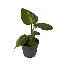 Philodendron Gloriosum Ø5,5 Cm H0-10 Cm
