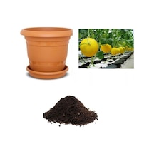 Ithal Minik Saksı Kavunu Tohumu Ekim Seti