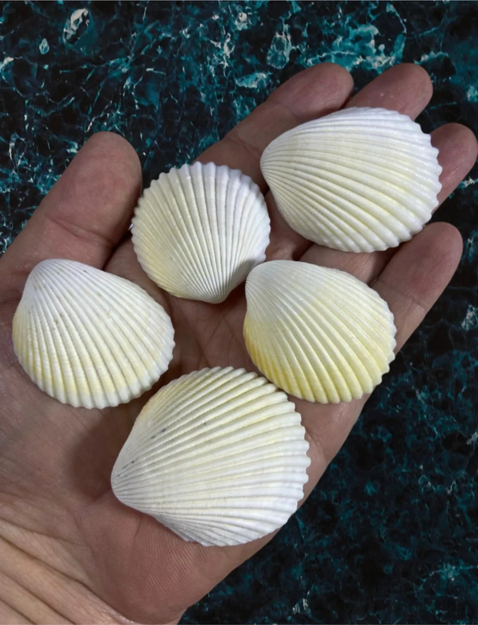 Gerçek Deniz Kabuğu - Albus Angelus - Deliksiz - 100gr , Ort 12 Adet