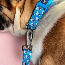 Recycled Köpek Boyun Tasması Cute L Çok Renkli