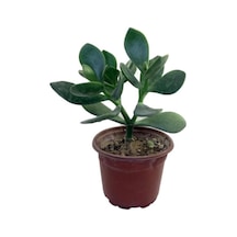 Crassula Ovata Para Çiçeği Sukulent 10-20 Cm