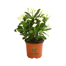 Formlu Beyaz Renk Euphorbia Dikenler Tacı 20-25cm