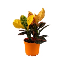 Rengârenk Kroton 30-40 Cm