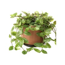 Tradescantia Flumensis Telgraf Çiçeği Fidesi 5 Adet