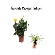 Kadınlar Gününe Özel Sarı Renk Japon Gülü Hibiscus Rosa Kurdele Çiçeği Hediyeli