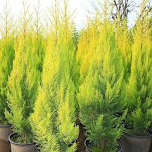 Tüplü Limoni Servi goldcrest Fidanı 10-30 Cm