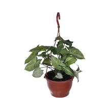 Melek Kanadı Çiçeği Ok Başı Sarmaşığı Syngonium 10-20 Cm