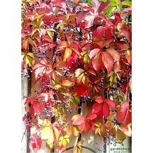 Renk Değiştiren Duvar Sarmaşığı 30-60cm 3 Adet Saksılı/tüplü