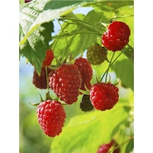Bellaberry Ahududu Fidanı Raspberry Fidanı