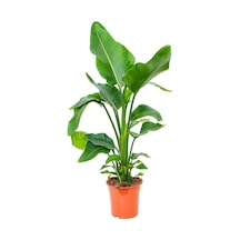 Starliçe (Cennet Kuşu Çiçeği) Strelitzia Nicolai - 60 cm 3 Adet