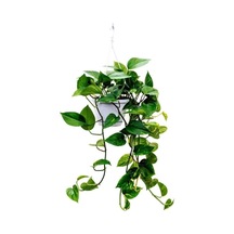 Nura Botanik Salon Sarmaşığı Epipremnum Aureum Golden Pothos 25 Cm Askılı Saksıda Iç Mekan