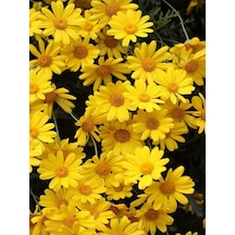Videolu Yere Yayılan Sarı Çalı Papatyası 1 Adet Saksılı/ Tüplü 20-40 Cm Yellow Daisy Bush