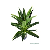 Yapay Çiçek Sitesi Plastik Saksıda Dracena Ağacı Limon Yeşili 105 Cm Yeşil