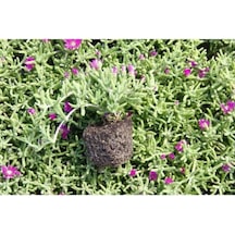 Yer Örtücü Bitki Acem Halısı Fidanı 5-15 Cm