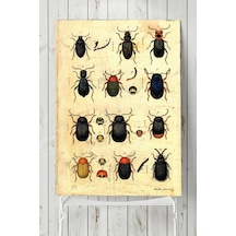 Böcek Koleksiyonu Vintage Poster