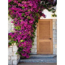 Pembe Begonvil Çiçeği 30 60 Cm 1 Adet Saksılı/ Tüplü Bahçe Bitkisi Bougainvillea