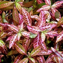 Hygrophila Polysperma Rosanervig Kolay Akvaryum Zemin Bitkisi Canlı Akvaryum Bitkisi
