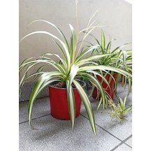 Kurdele Çiçeği 1 Adet Saksılı 25-40cm Chlorophytum Comosum