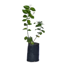 Tüplü, Kokulu Ful Yasemin Çiçeği Fidanı 60-80 Cm