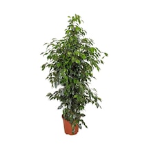 Benjamin Bitkisi 130 140 Cm Ficus Benjamina Danielle Salon Bitkisi Ofis Bitkisi Ev Bitkisi