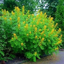 Nadir Senna Hebecarpa Çiçeği Tohumu 25 Tohum