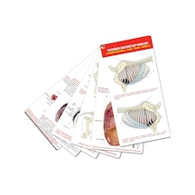 Veteriner Anatomi Cep Kartları At Anatomisi (Thorax - Karın - Pel