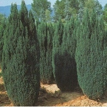 2 Yaş Elvudi Çamı, Chamaecyparis Lawsoniana 70-100 cm