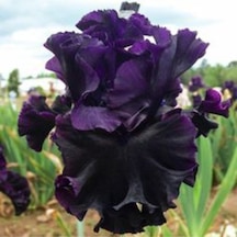 2 Adet Black Iris Süsen Germenica Çiçek Soğanı