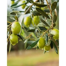 8 Adet Gemlik Trilye Zeytin Fidanı Tüplü 2 Yaş