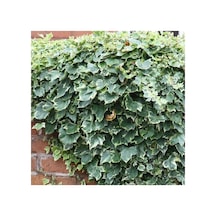 Hedera Orman Sarmaşığı Fidanı 10-20 Cm