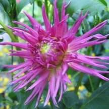 Galaxy Dahlia İri Yıldız Çiçeği Yumrusu 1 Adet