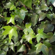 Hedera Helix Sarmaşık Duvar Sarmaşığı Orman Sarmaşığı Salon Sarmaşığı