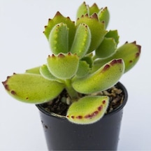 Kaktüs&sukulent Cotyledon Tomentosa Halk Arasında Ayı Pençesi Diye Bilinir Saksı Boyutu 5.5tir
