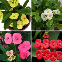 4'lü Dikenler Tacı Çiçeği Sarı Kırmızı Pembe Beyaz10-15 Cm Tüplü Çiçekli Euphorbia Milii