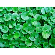 Canlipetshop Dichondra Repens 1 Saksı 30-40 Kök