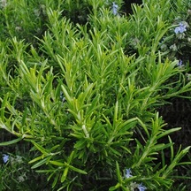 Aromatik Saksılık Abraxas Biberiye Fidesi 3  Fide
