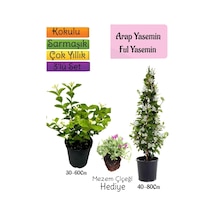 Kokulu Arap Yasemini+ful Yasemin+mezem 3'lü Bahçe Seti