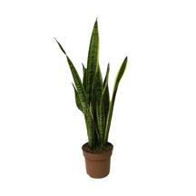 Sansevieria Trifasciata - Ev Ve Ofis Bitkisi N11.191