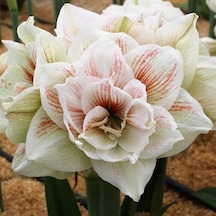 Kokulu Güzel Hatun Çiçeği Amaryllis Nymph Çiçeği Soğanı 1 Adet