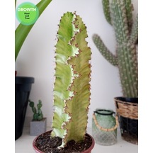 Euphorbia Ammak Kaktüs Ingens Variegata 1 Adet