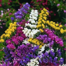 Limonium Tohumu Rengarenk Çiçekler 30+ Tohum