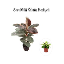 Sevgililer Gününe Özel Pembe Renk Alacalı Kauçuk Bitkisi Sarı Milli Hediyeli
